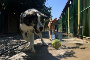 hoteles de mascotas en granada Dog House Residencia Canina
