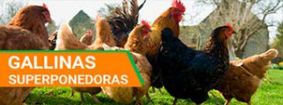 bonarea granada Avícola de Selección - Venta de Gallinas - Gallinas Ponedoras - Pollos de Engorde - Patos - Pavos