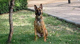 guarderia canina granada Centro Canino Delagos