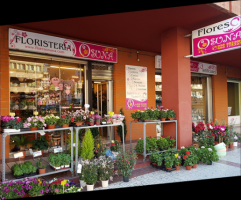 tiendas de plantas en granada Floristería Osuna Granada - Envío de flores y rosas a domicilio - Coronas fúnebres